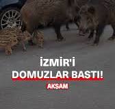 DOMUZ